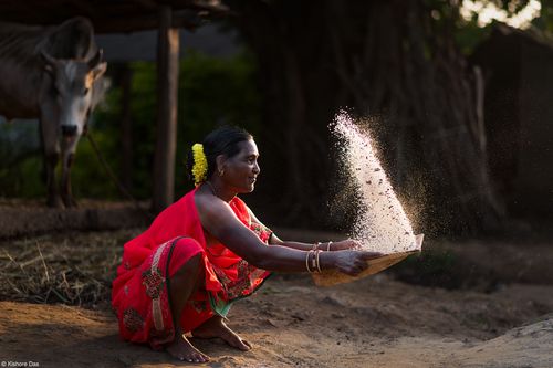 Winner - Rice Grain Threshing