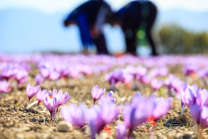From Krokos, Kozani to London - the saffron story behind Krocus & Co.