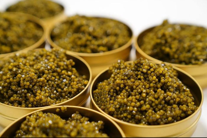 Imperial Gold Caviar 