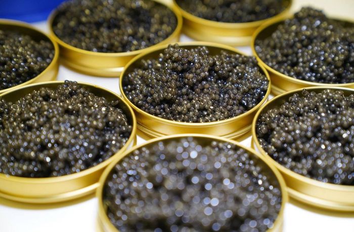 Royal Baeri Caviar