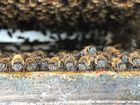 Leigh's Bees