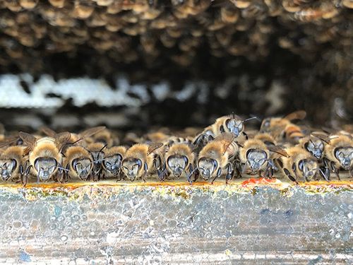 Leigh's Bees