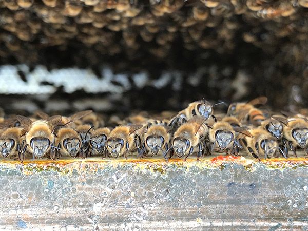 Leigh's Bees