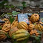 75% Wild Beniano Chocolate Beni, Bolivia