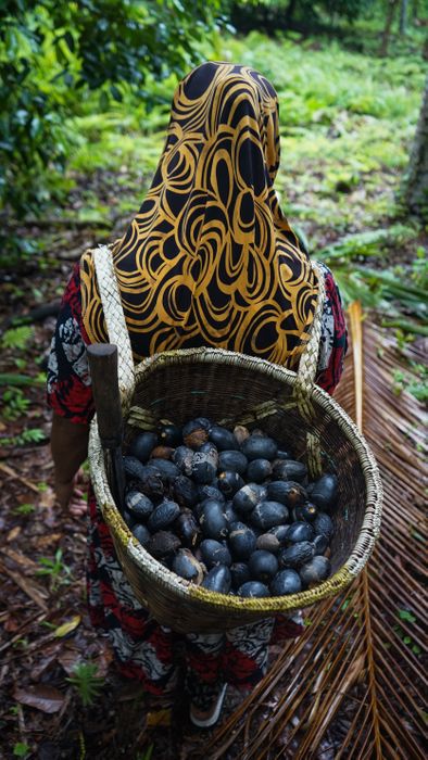 East Forest Kenari – Premium Rainforest Nuts
