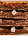 Hazelnut Praline Cookie 