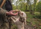 Fresh Truffle