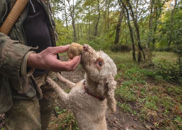 Fresh Truffle