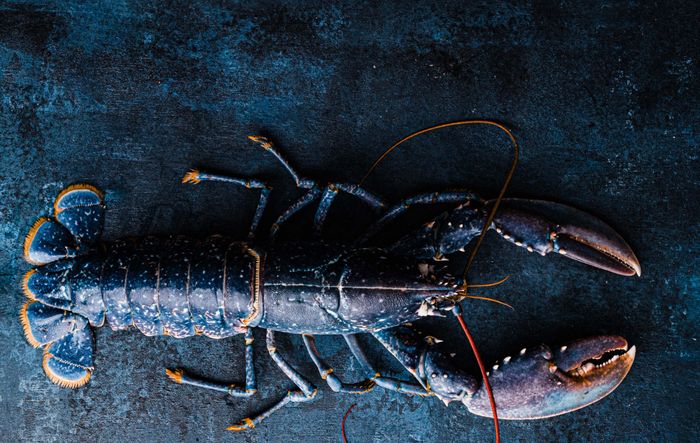 Cornish Lobster Bisque
