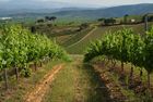 ABAD DOM BUENO LADERAS MENCIA DO BIERZO