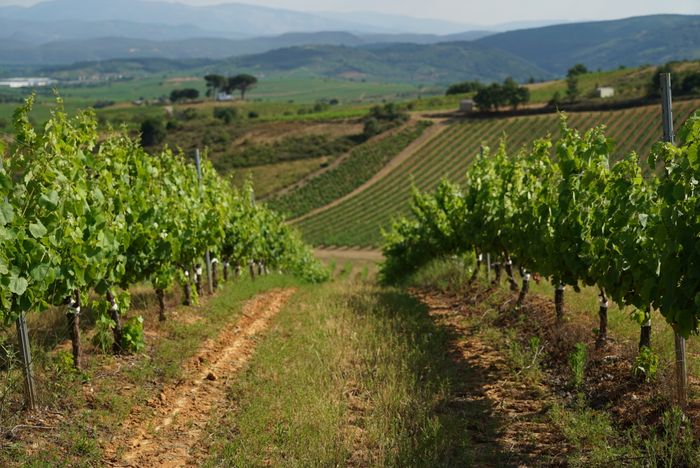 ABAD DOM BUENO LADERAS MENCIA DO BIERZO