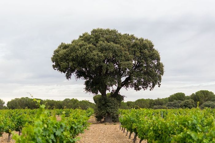 TRES PILARES VERDEJO SOBRE LIAS DO RUEDA