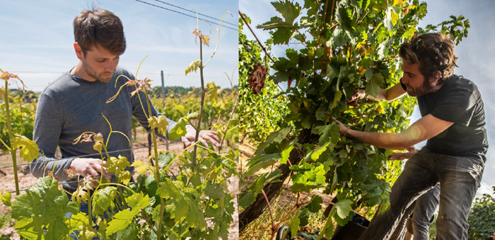 ARROCAL TINTO FINO DO RIBERA DE DUERO