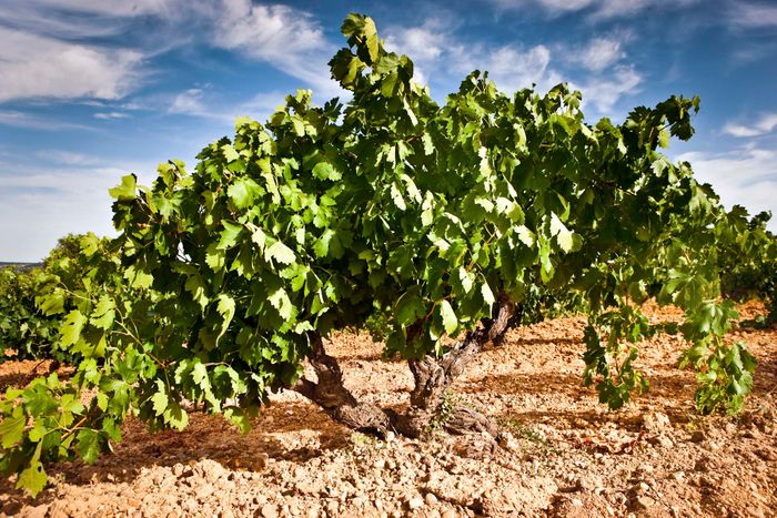 MATADIABLOS VINO DE PARCELA TINTO FINO DO RIBERA DE DUERO