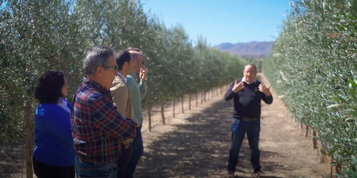 Extra Virgin Olive oil OleoAlmanzora Spain