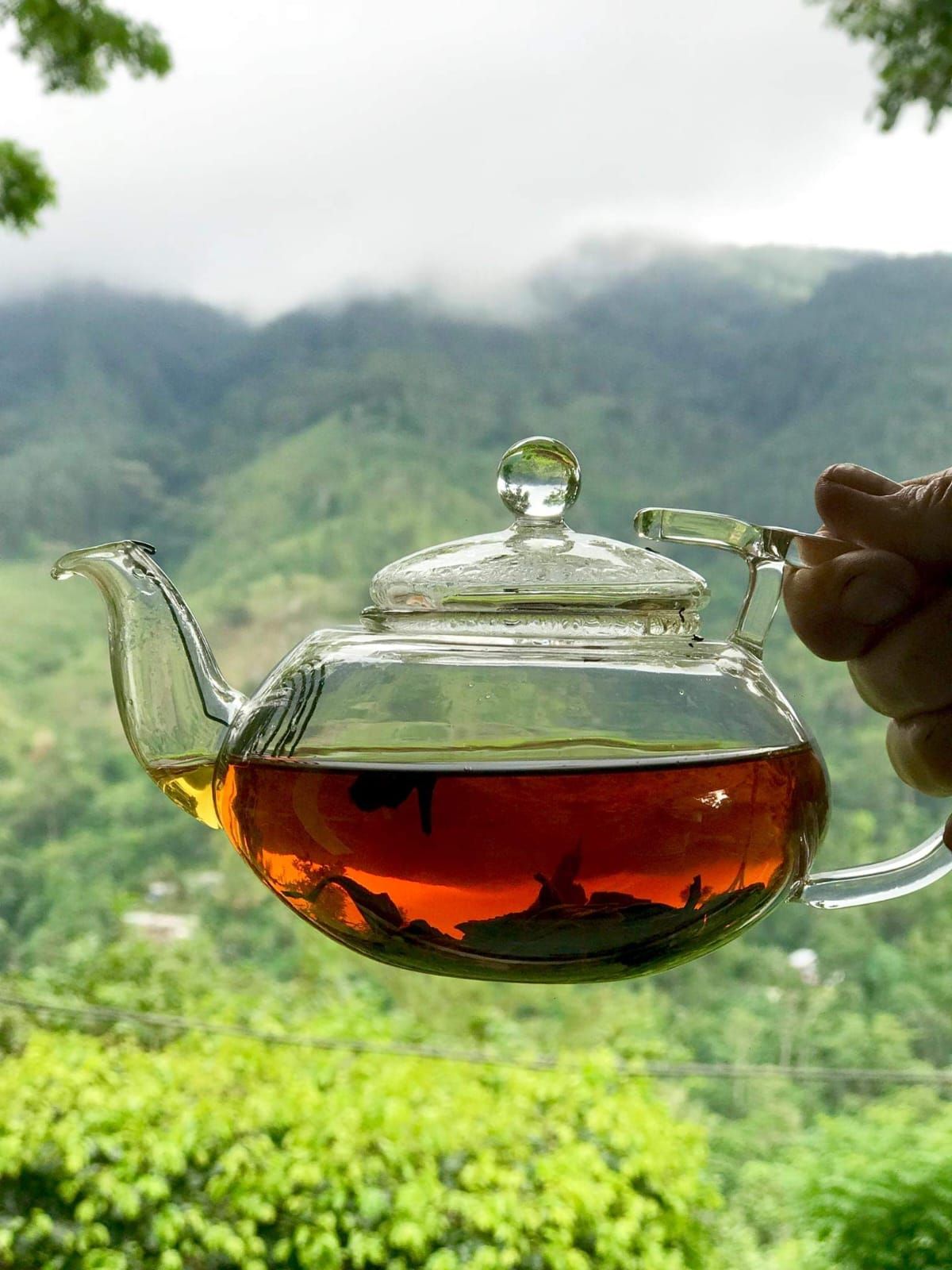 Monkeytail Teas Sri Lanka