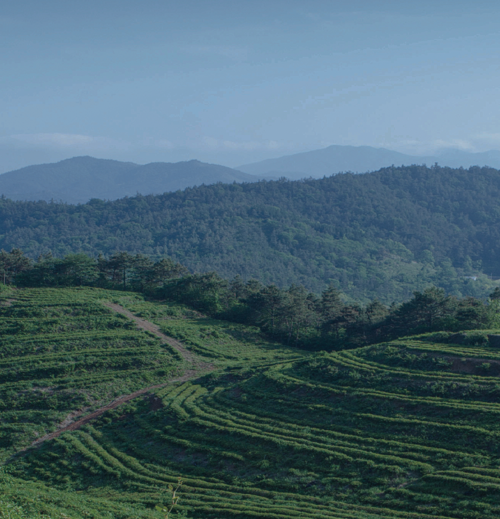 Bohyang Tea Co.