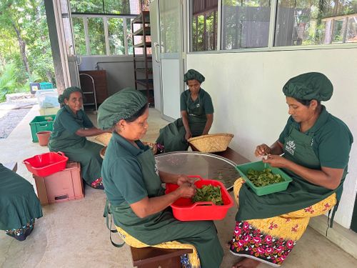 Rosyth Estate revives Sri Lanka’s tea heritage with new artisanal processing facility