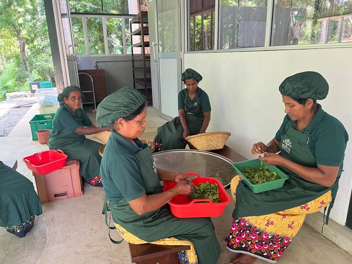 Rosyth Estate revives Sri Lanka’s tea heritage with new artisanal processing facility