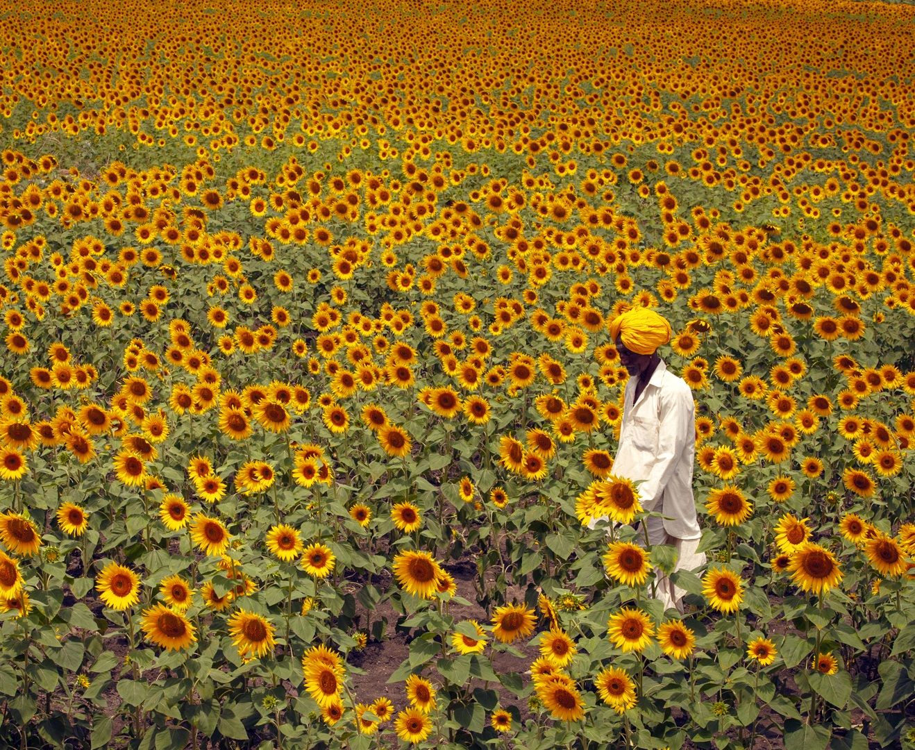 World Food Photography Awards open for 2027 entries