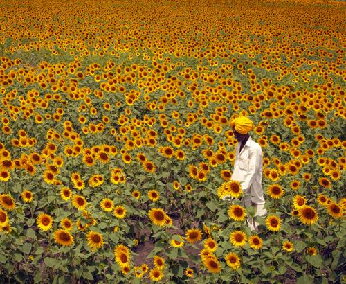 World Food Photography Awards open for 2027 entries