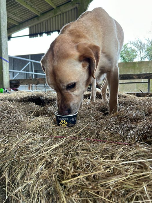 Pawbeck (Iced Dog Treat)