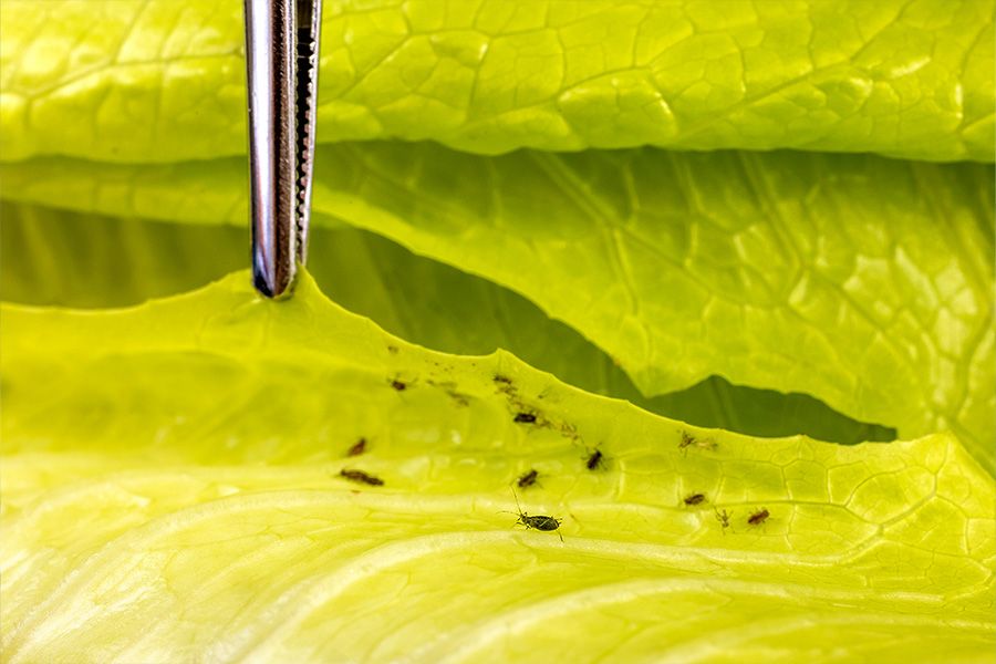 Sormac investigates new solutions in the fight against aphids