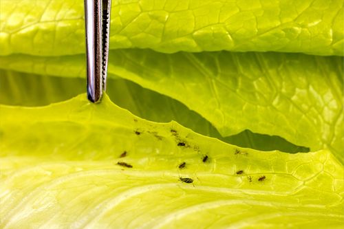 Sormac investigates new solutions in the fight against aphids