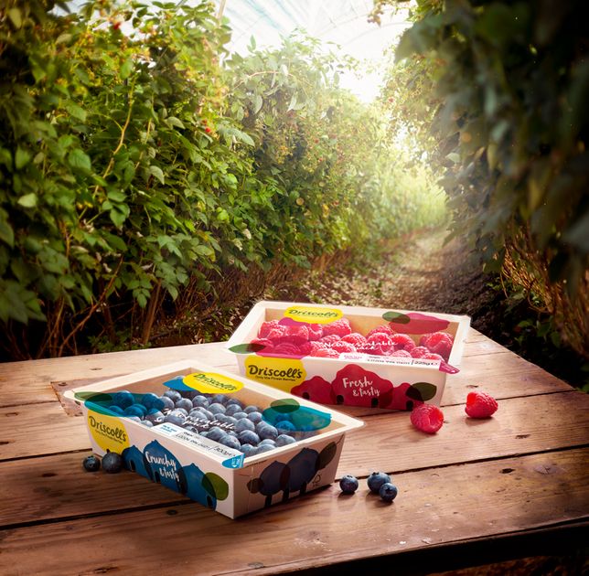 Fresh Direct introduces new packaging to save almost 50 tonnes of ...