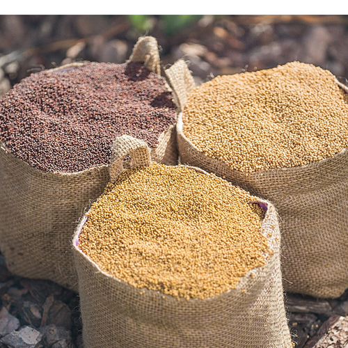 MUSTARD SEEDS