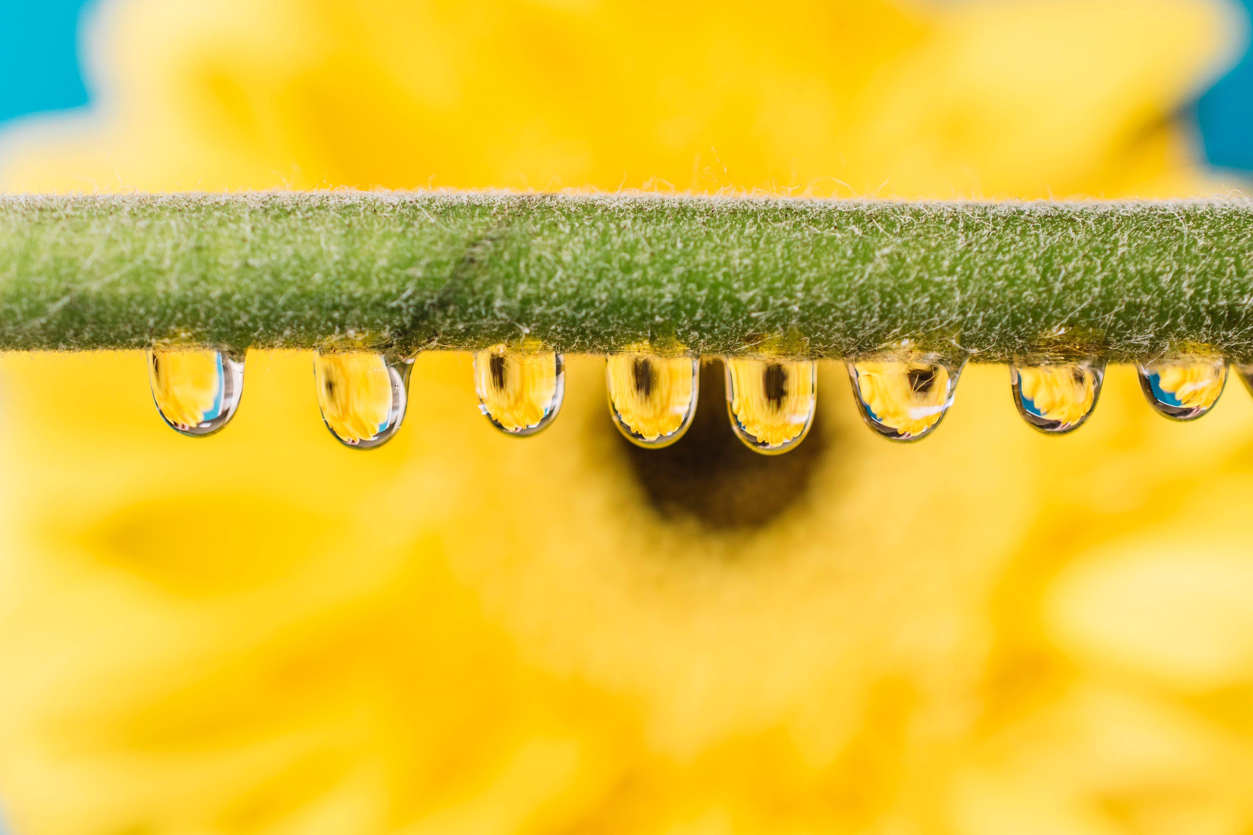 9 reasons to choose natural Tocopherols