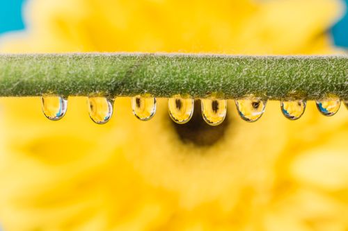 9 reasons to choose natural Tocopherols