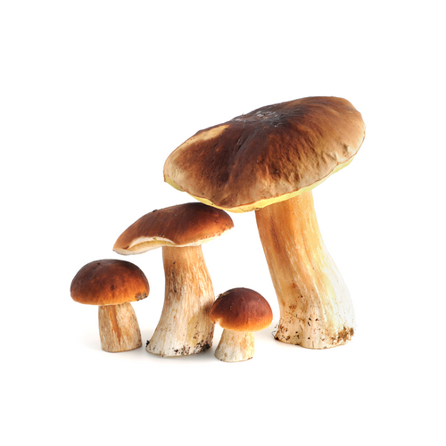 Porcini Mushroom Powder