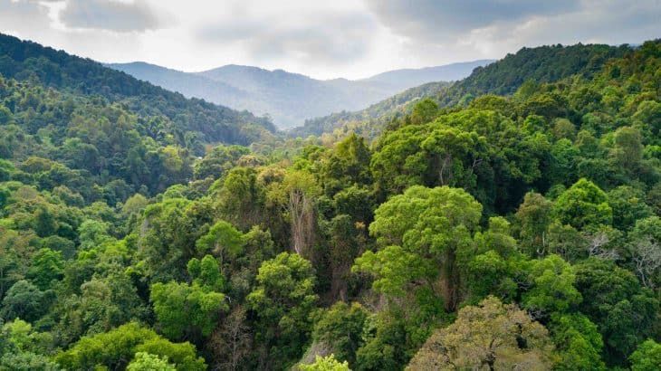 Hotels for Trees