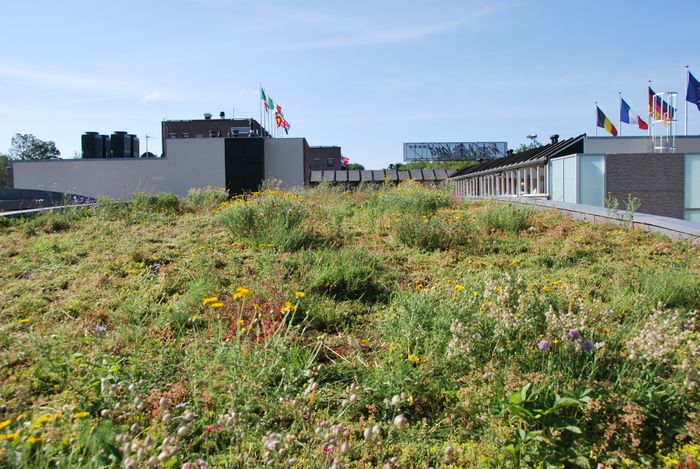 Green roofs