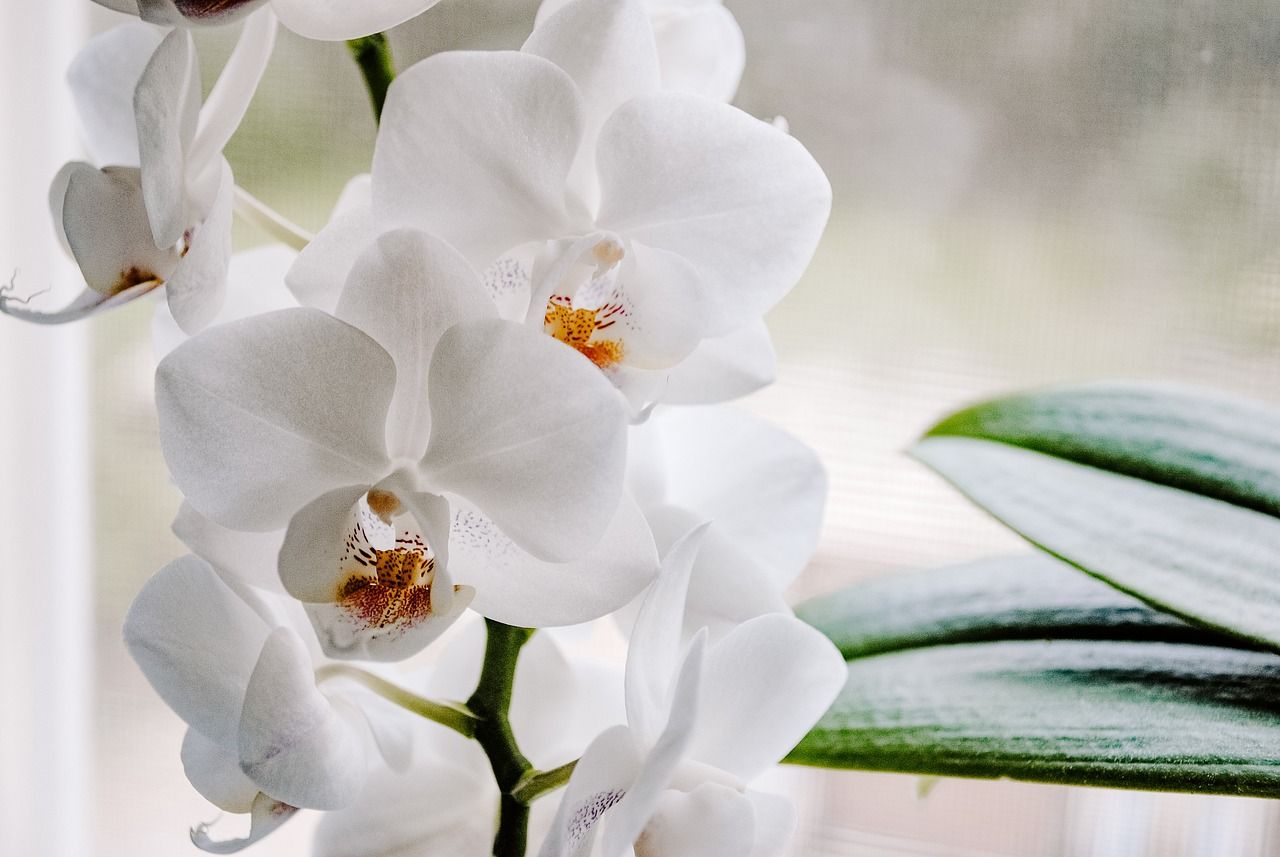 Circular Orchids