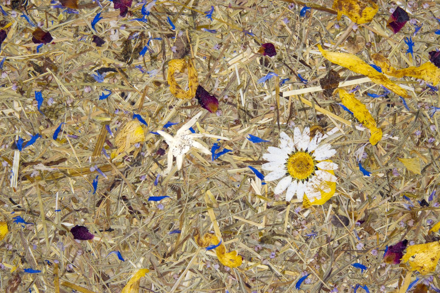 Cover image - Nordcell