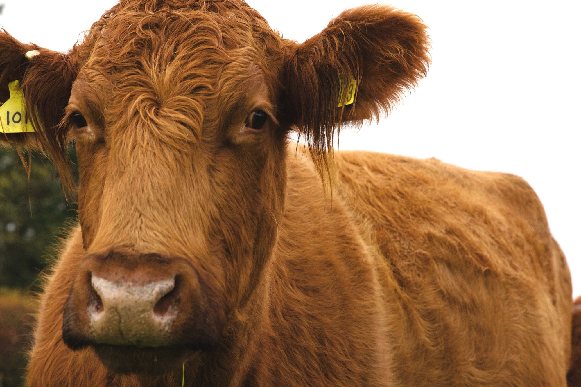 Coo