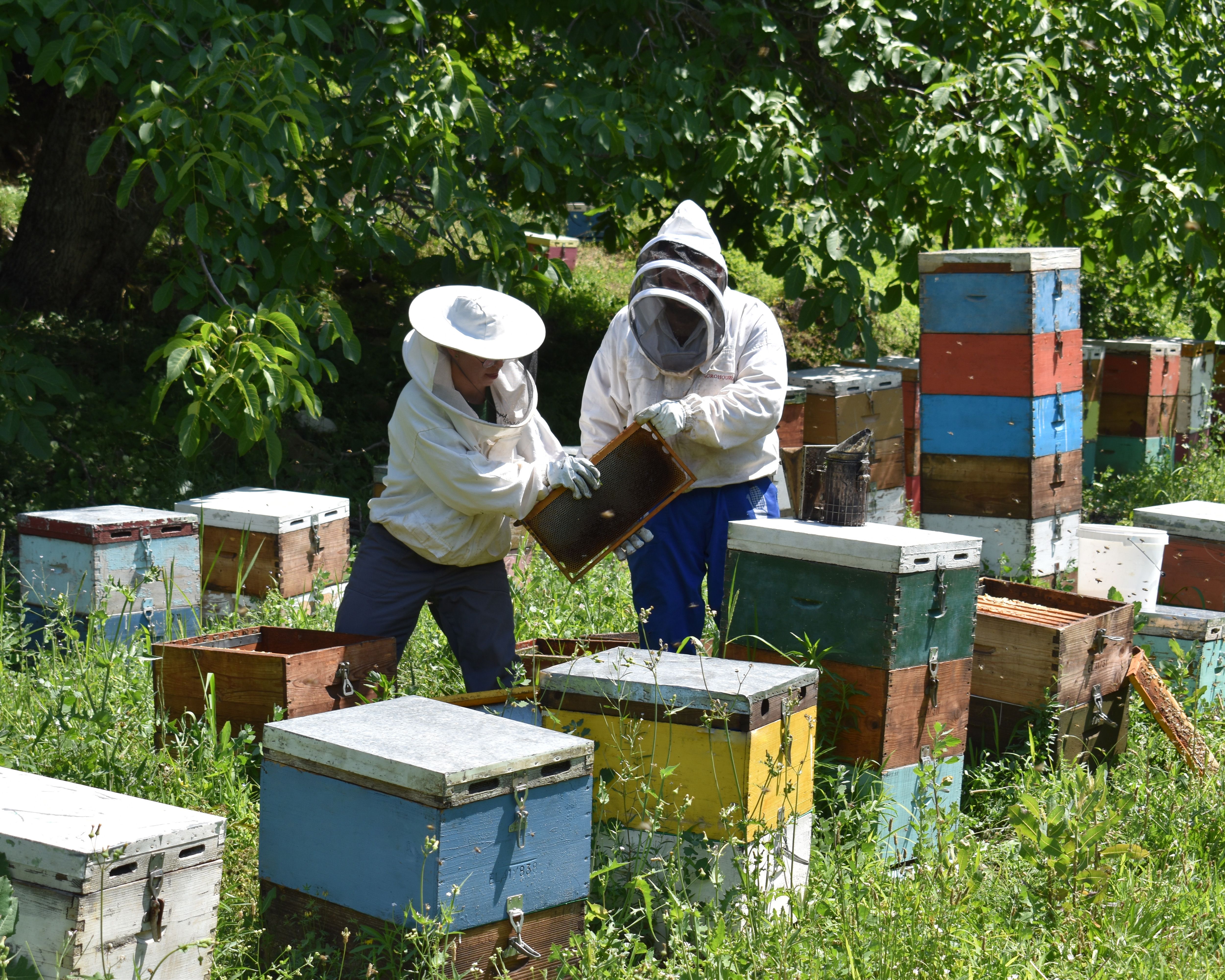 Bee hives