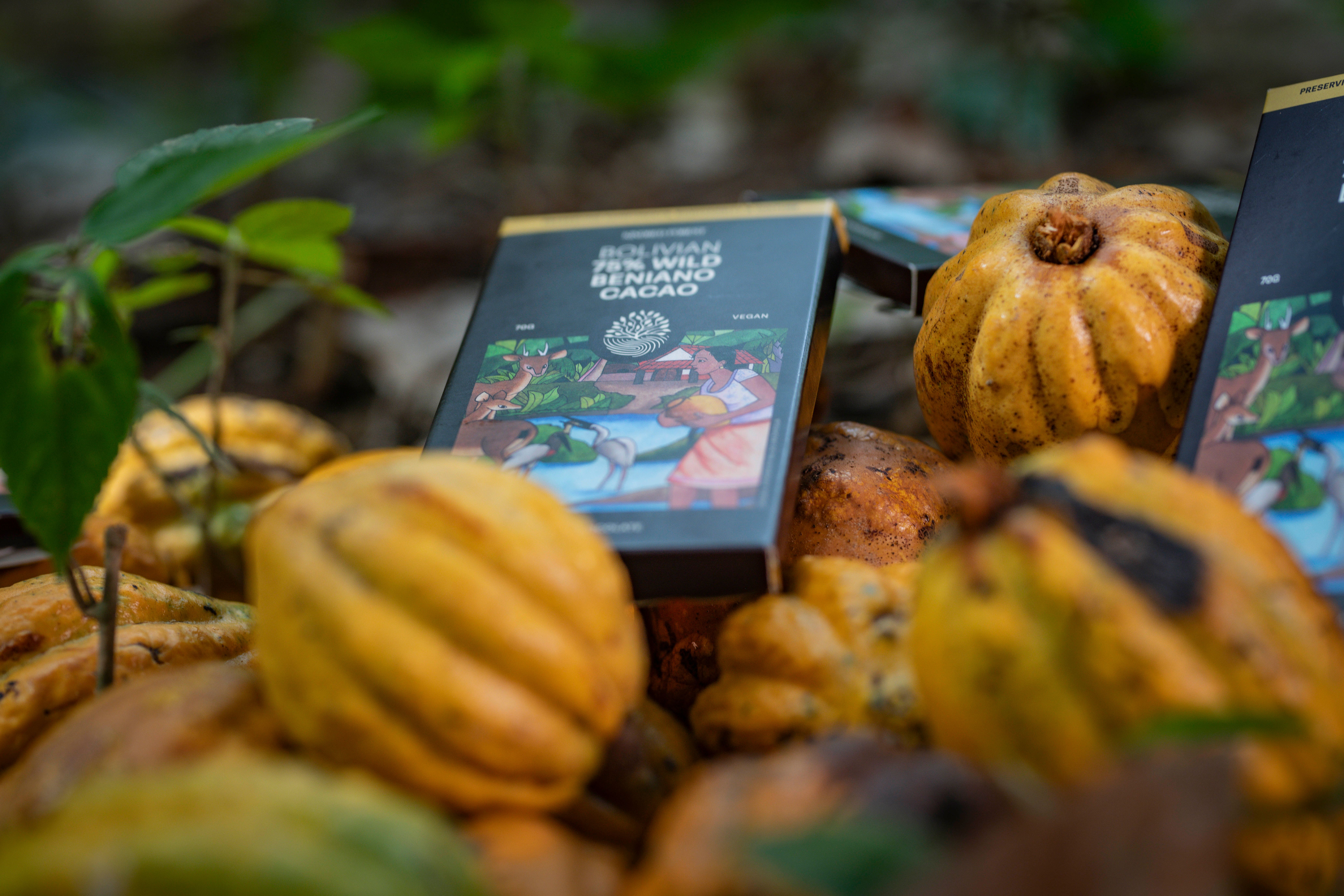 New sustainable brand Kindred Forest to debut rare wild chocolate and other rainforest products at Speciality & Fine Food Fair 2025