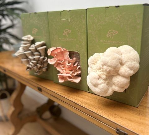 Mushroomery to launch expanded food and wellness range at Speciality & Fine Food Fair