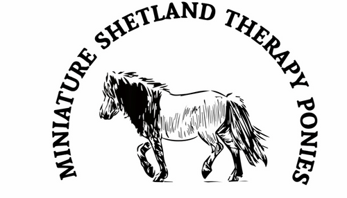 Miniature Shetland Therapy Ponies