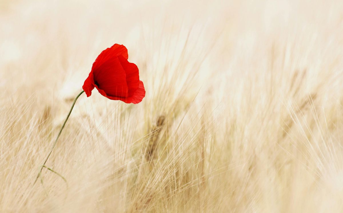 Opinion: We all need the right conditions to bloom