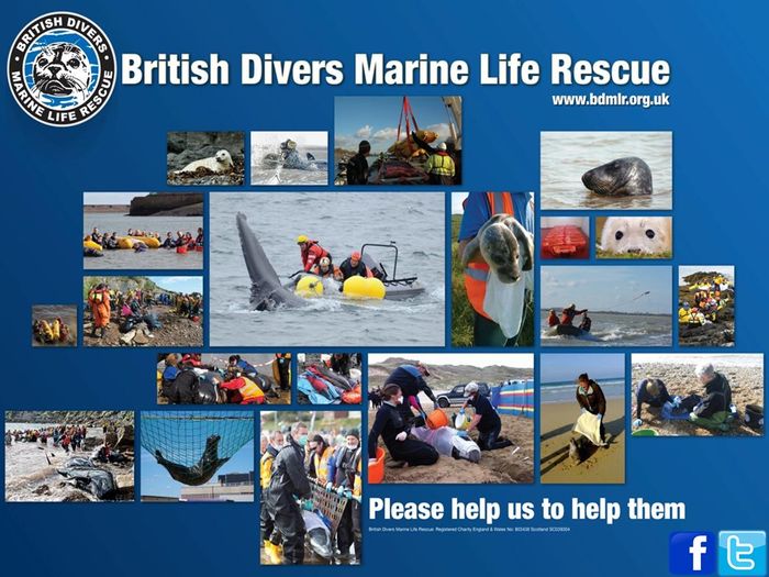 British Divers Marine Life Rescue