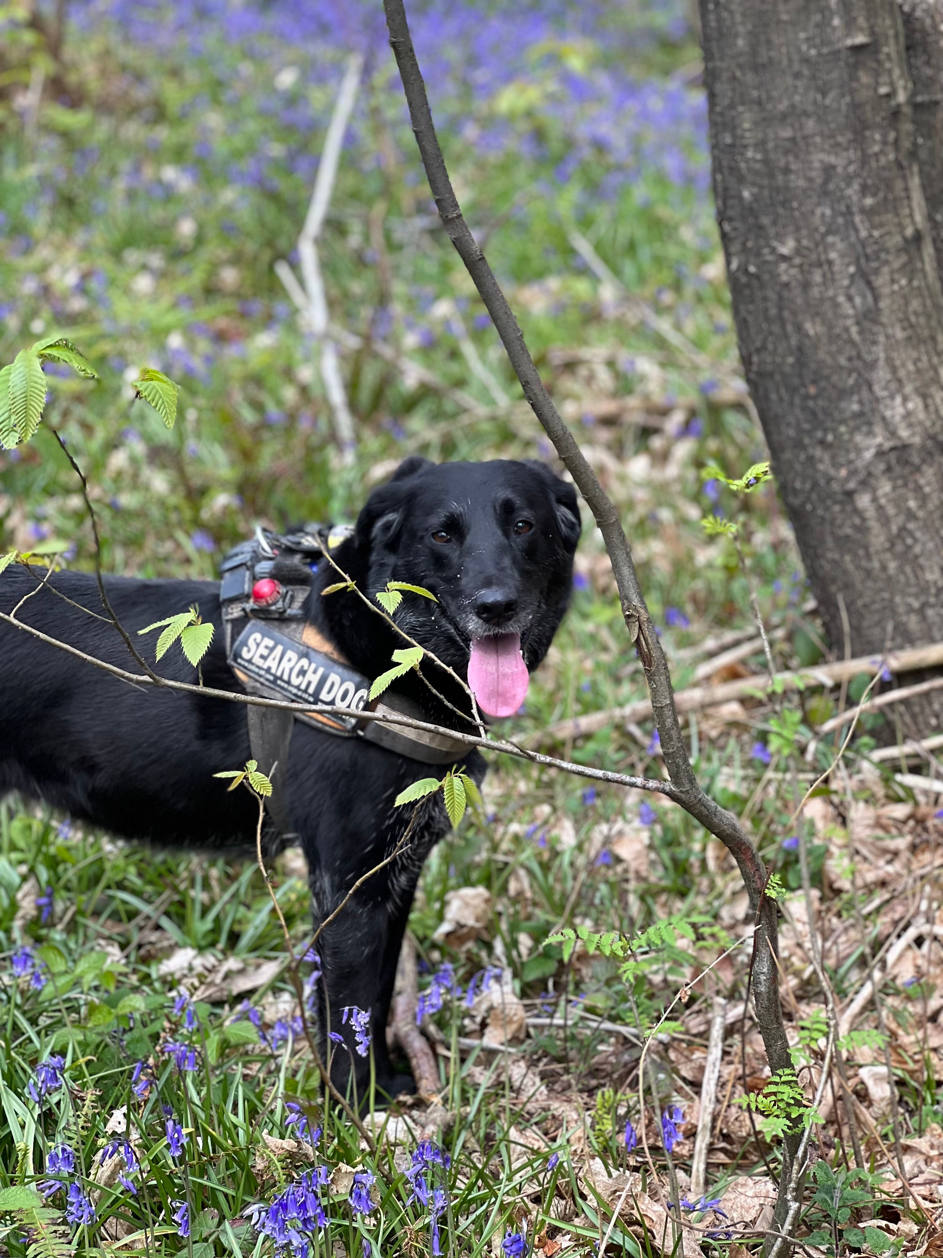 Air Scent Search Dogs