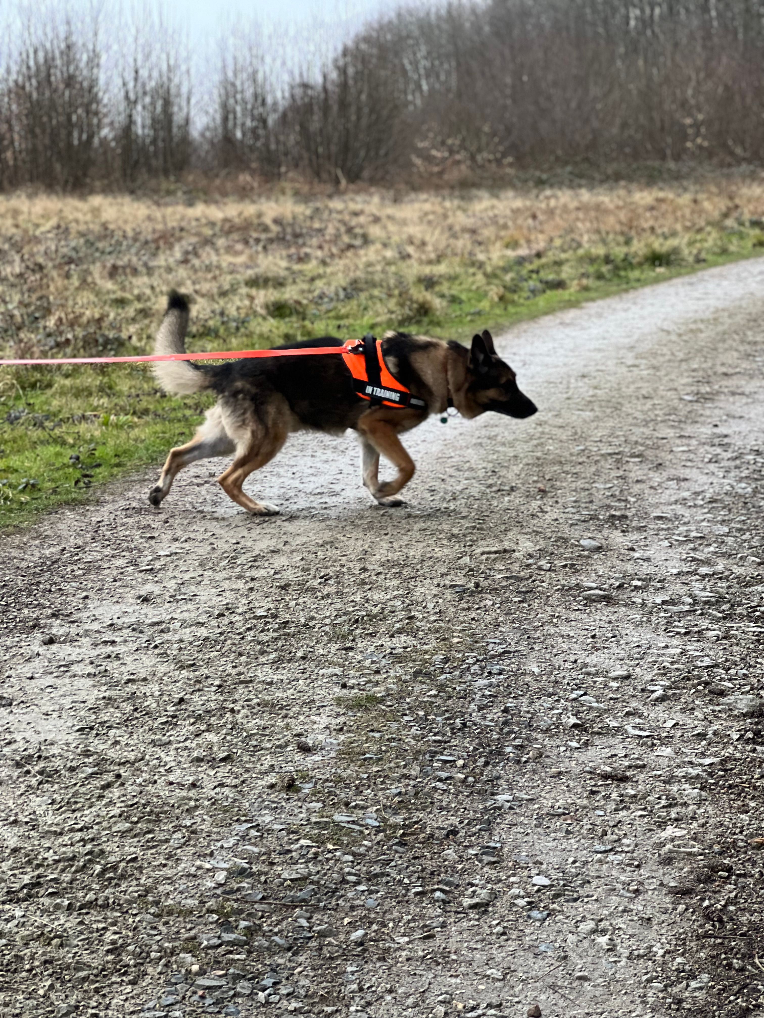 Trailing Search Dogs