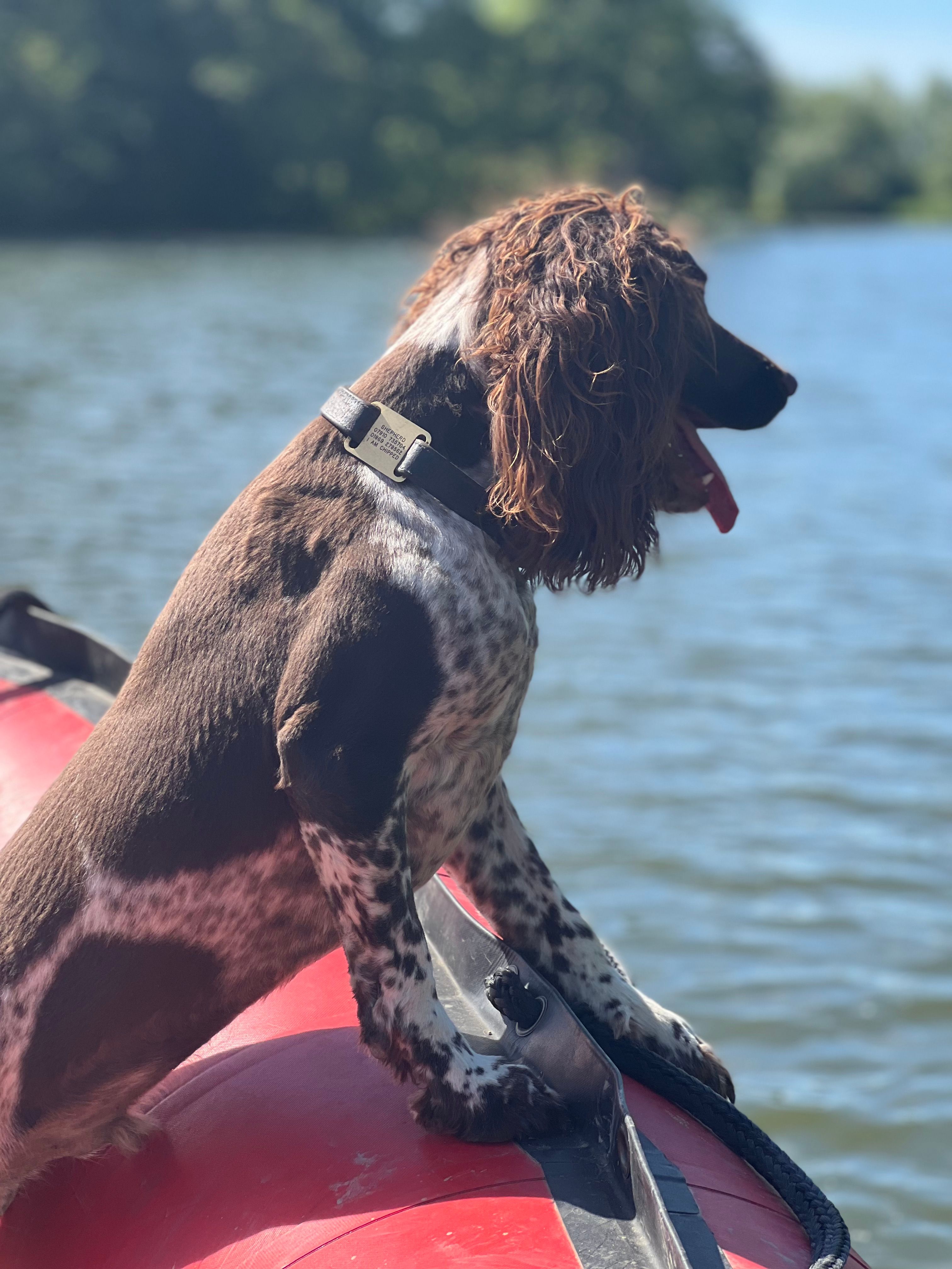 Water Search Dogs