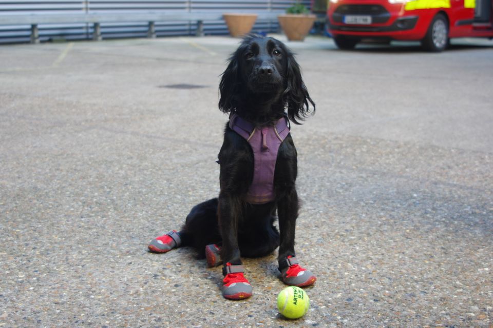 Smokey - London Fire Brigade