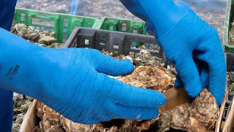 Discover the MAPA solutions for the FOOD INDUSTRY