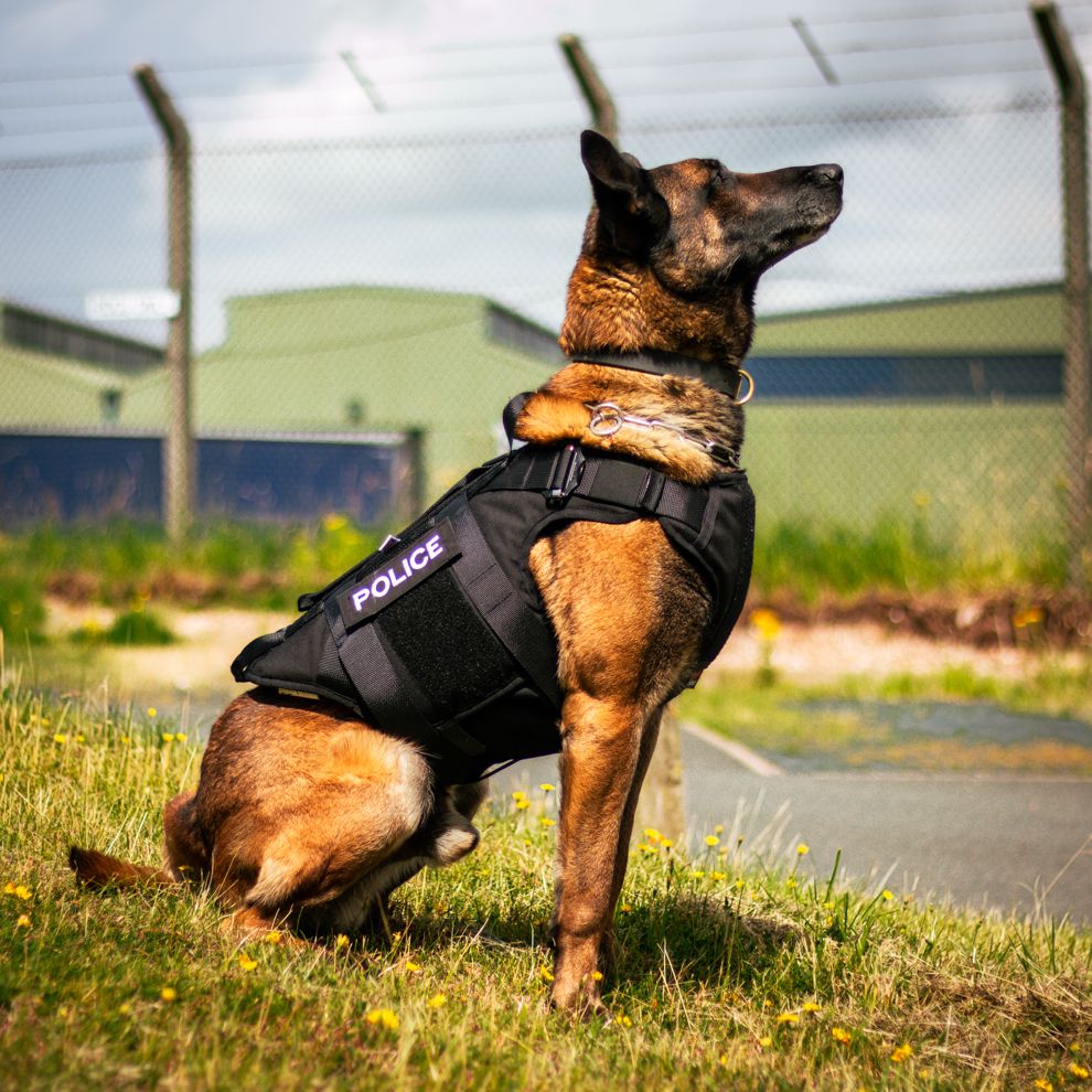 Canine protective harnesses for law enforcement Dogs International